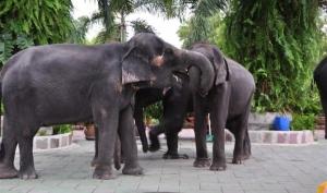 【五星泰国--泳池别墅版】XW曼谷、芭提雅6晚7天